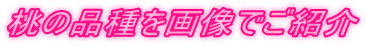 ̕i摜łЉ
