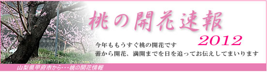 R瓍̊Jԏ𐏎XV