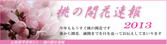 R瓍̊Jԏ𐏎XV