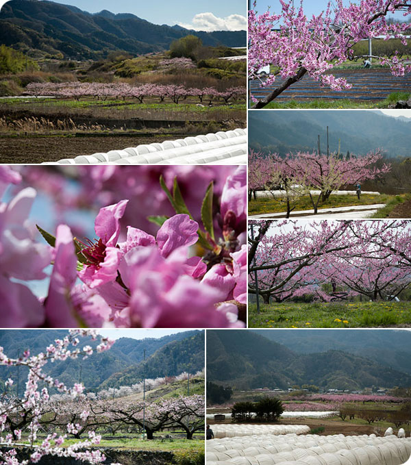 2013年桃の開花情報4月4日