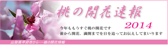 R瓍̊Jԏ𐏎XV