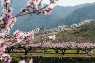 2014年桃の開花情報4月10日