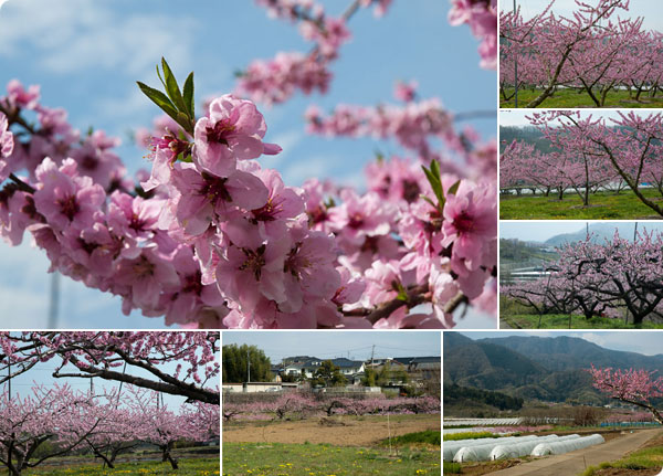 2015年桃の開花情報4月6日