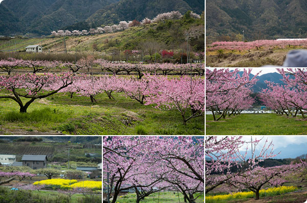 2016年桃の開花情報4月9日