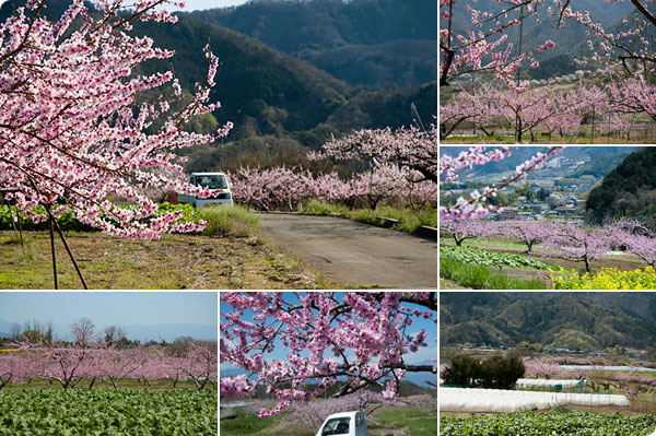 2017年桃の開花情報4月15日
