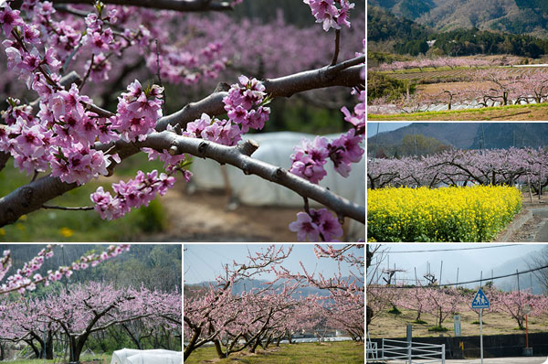 2019年桃の開花情報4月7日