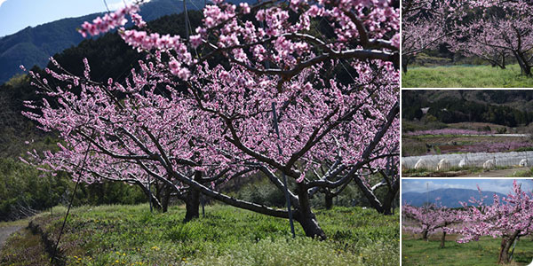 2020年桃の開花情報4月3日