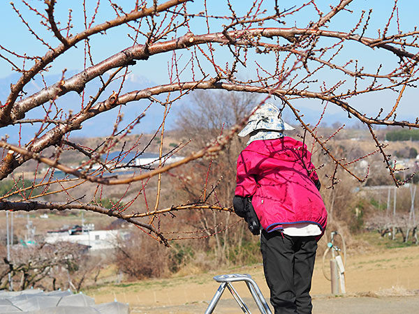 2021年桃の開花情報3月10日