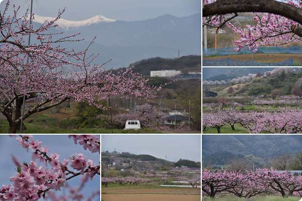 2023年桃の開花情報3月31日