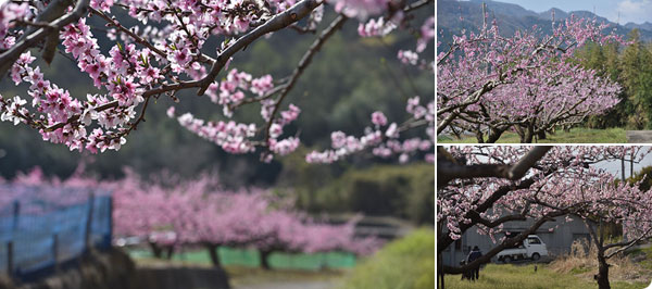 2024年桃の開花情報4月10日